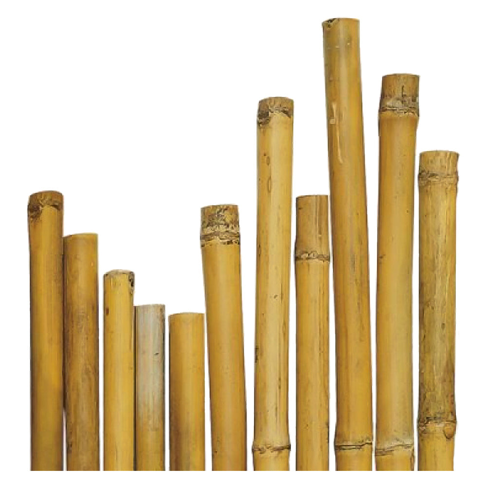CANNA BAMBU'