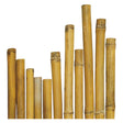 CANNA BAMBU'